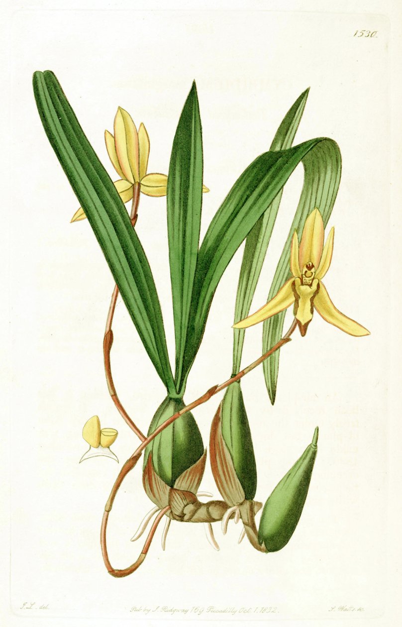 Brasiliorchis保证金（SYN。达林marginatus） 作者 约翰·林德利
