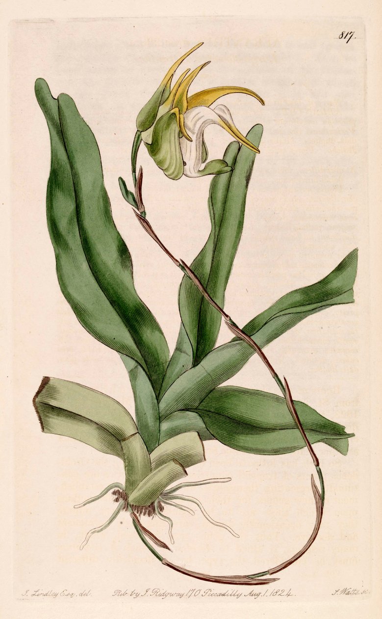 Aeranthes grandiflora的例证 作者 约翰·林德利