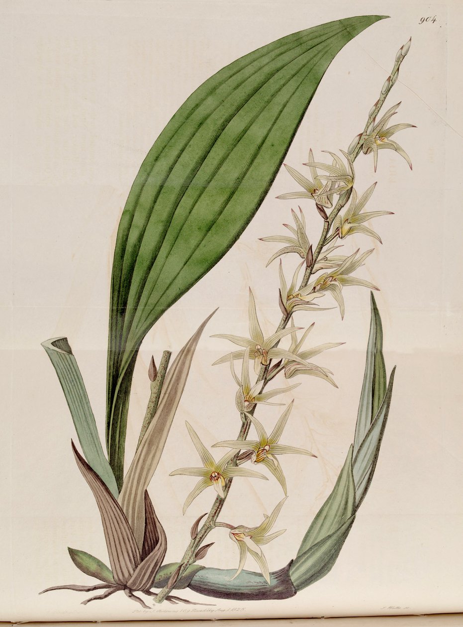 Eria javanica的插图（作为syn.Eria stellata） 作者 约翰·林德利
