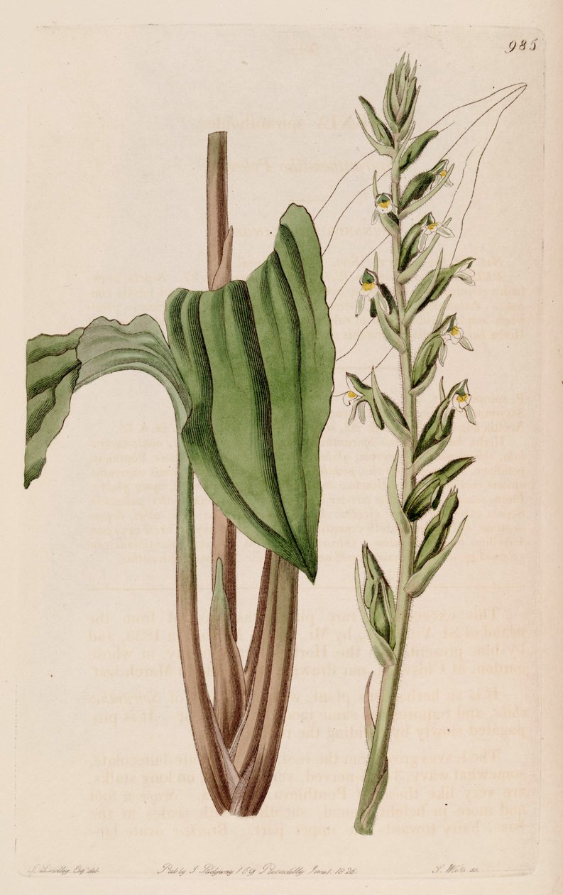 Pelexia adnata的插图（作为同义词Pelexia spiranthoides） 作者 约翰·林德利