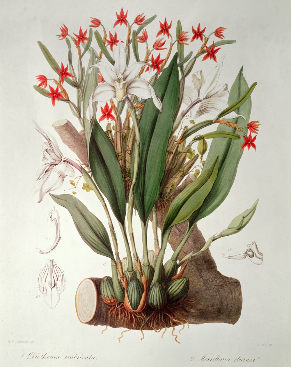 兰花：卡特兰Diothonca玳瑁和象牙`SertumOrchidaceum，1838 作者 约翰·林德利