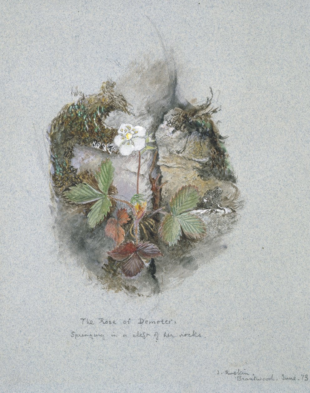 野生草莓植物，1873年6月5日至6日（蓝色编织纸上的水彩和石墨上的石墨） 作者 约翰·拉斯金
