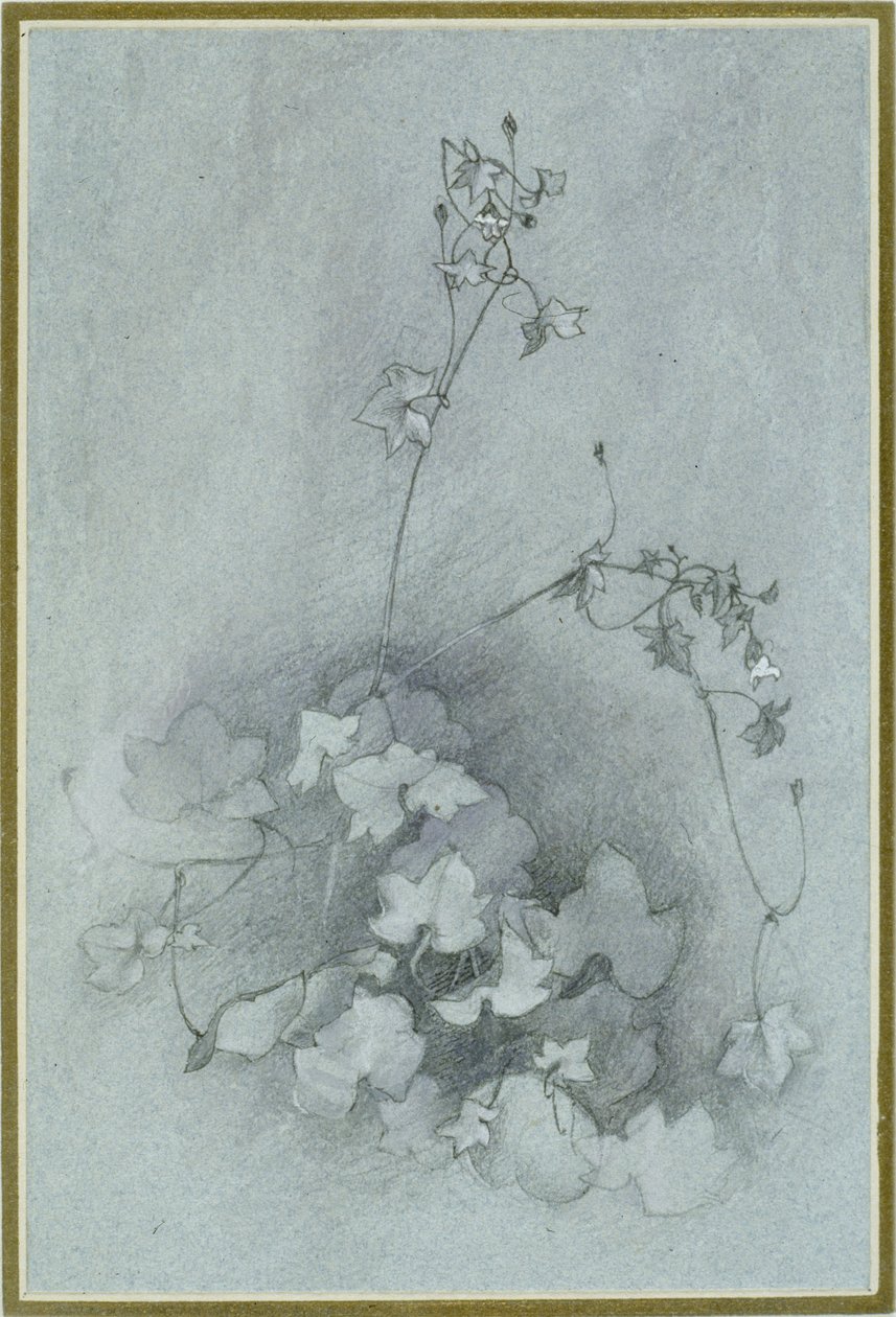 常春藤叶蟾蜍（&39;常春藤&39;），1852年（蓝色编织纸上的水彩，身体颜色和墨水笔在石墨上） 作者 约翰·拉斯金