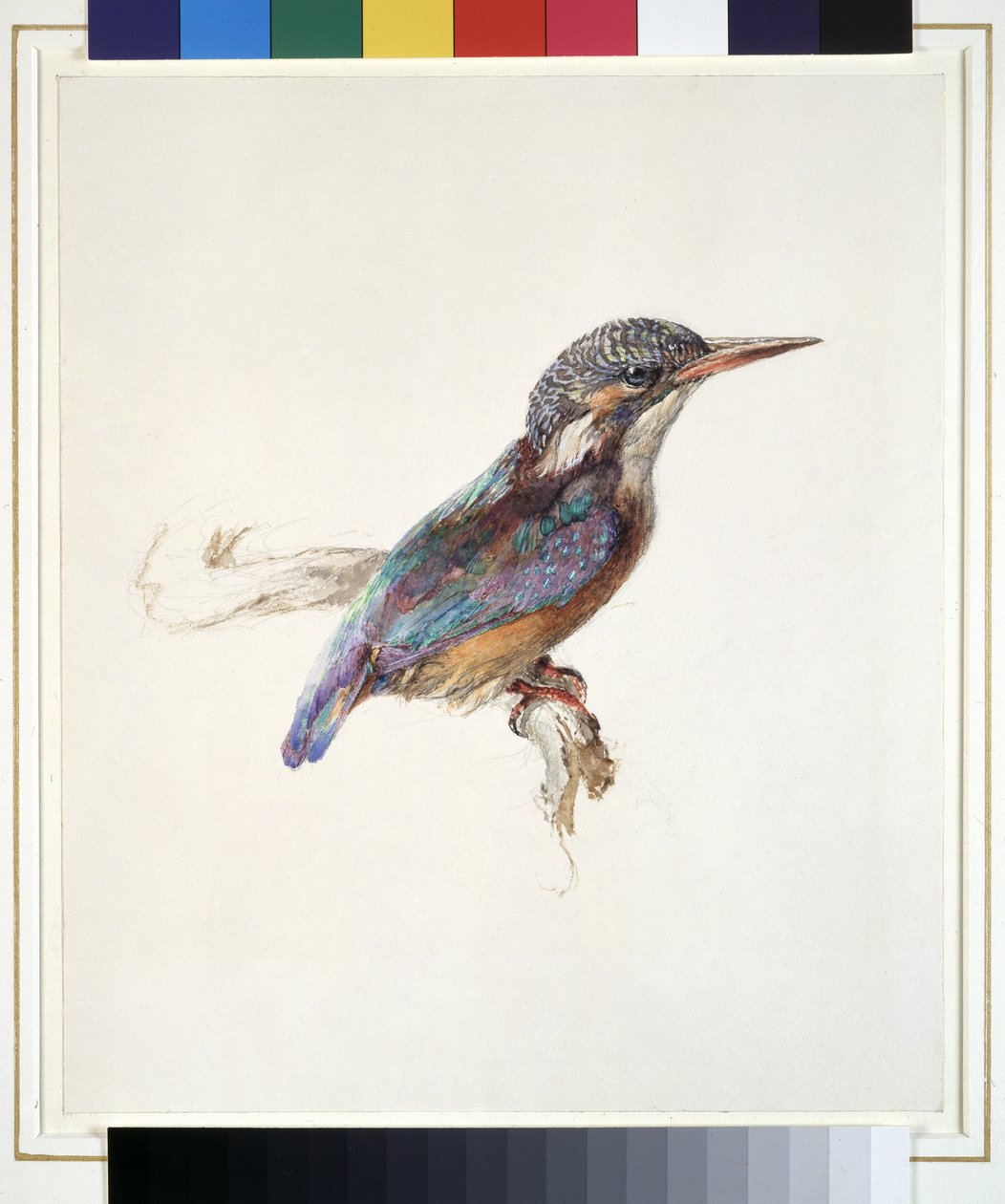 研究翠鸟，主要参考颜色，可能是1871年10月（水彩和织物上的石墨上的石墨） 作者 约翰·拉斯金