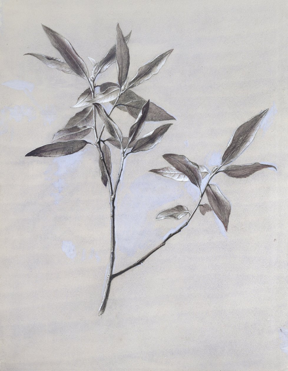 干燥的橄榄喷雾的下表面，在1878年之后聚集在维罗纳（水彩和身体彩色在石墨纸上） 作者 约翰·拉斯金