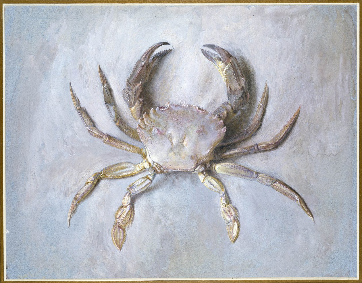 天鹅绒蟹，1870-1（纸上铅笔） 作者 约翰·拉斯金