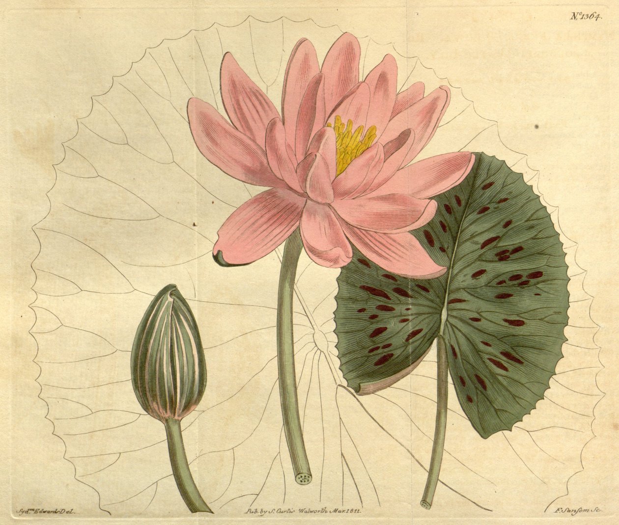 睡莲（Nymphaea pubescens） 作者 约翰·西姆斯