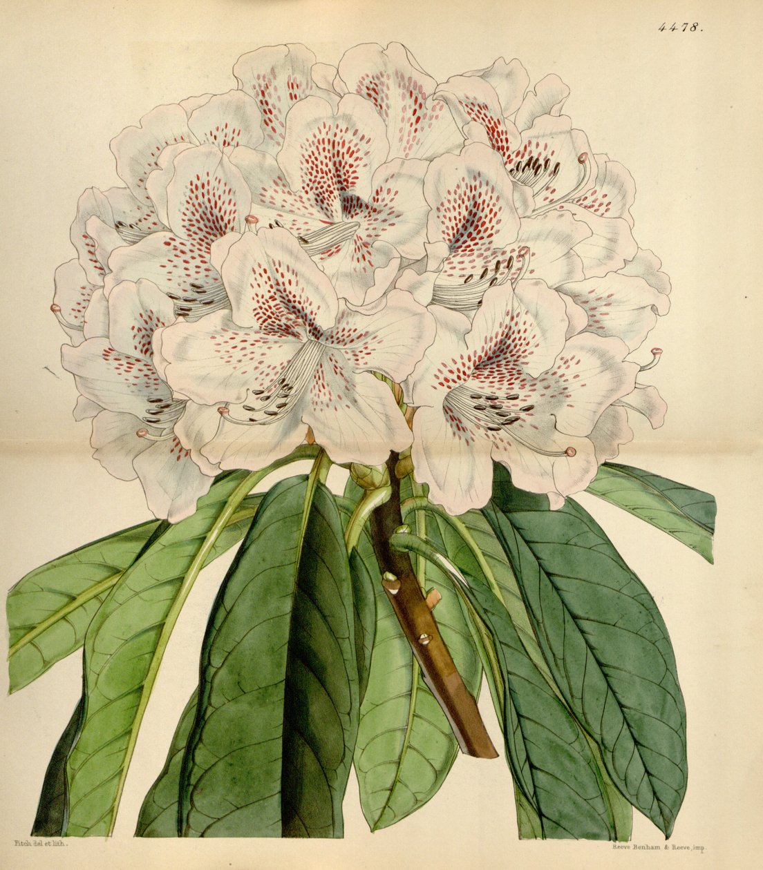 杜鹃花×russelianum&39;Clivianum&39; 作者 约翰史密斯 2