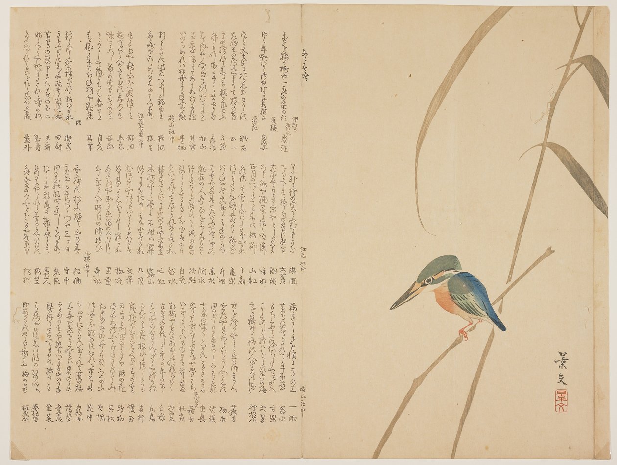 （翠鸟在芦苇上），c。 1818年至1829年 作者 约翰·托马斯·巴伯·博蒙特