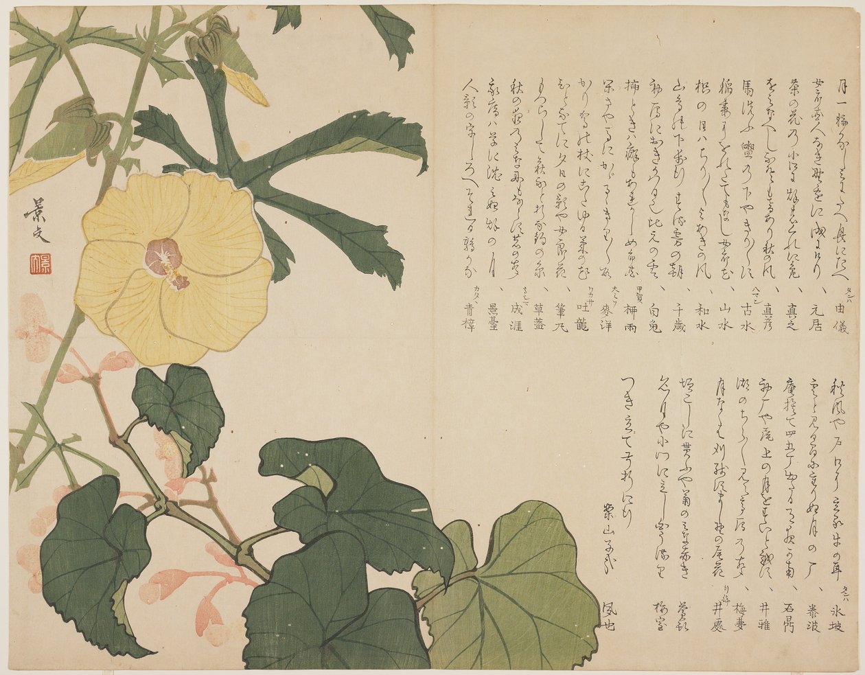 （黄色开花灌木），c。 1818年至1829年 作者 约翰·托马斯·巴伯·博蒙特