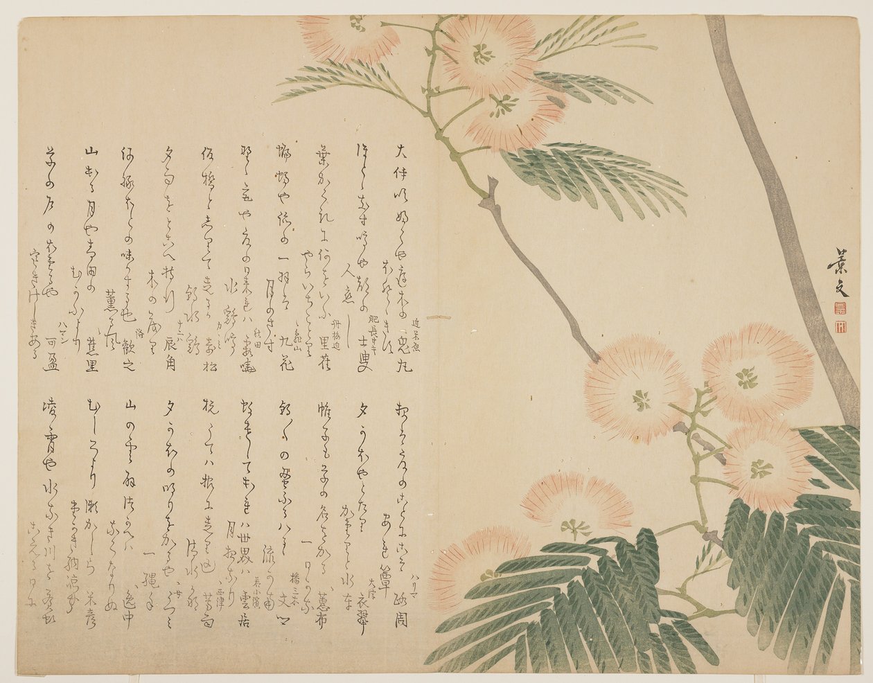 开花的丝绸树，c。 1818年至1829年 作者 约翰·托马斯·巴伯·博蒙特