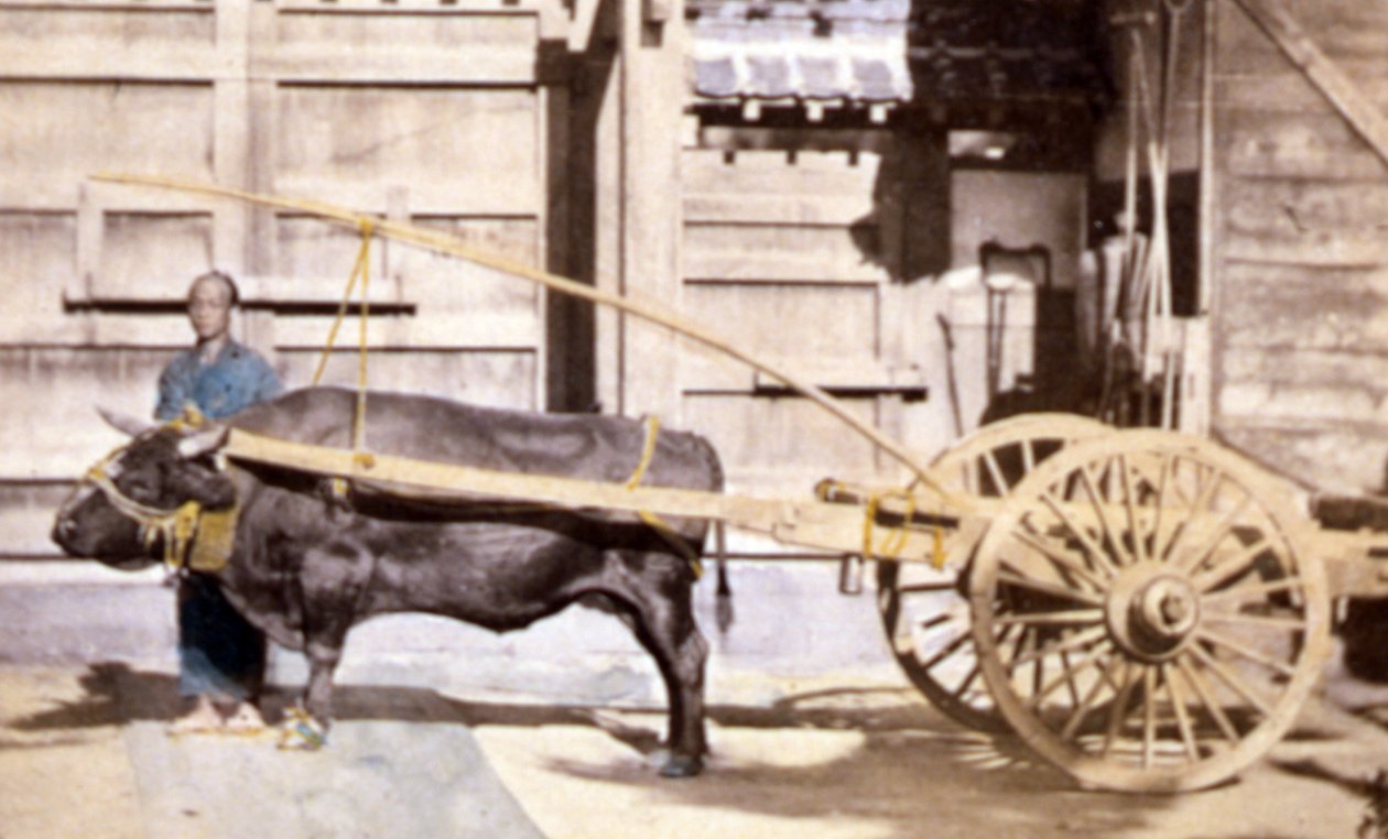 中国男子用马车和牛，1890年（手工彩色照片） 作者 约翰汤姆森