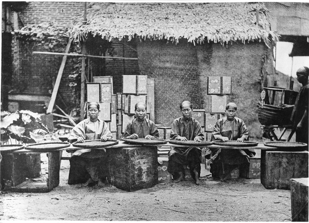 广州茶叶采摘，c.1872 作者 约翰汤姆森