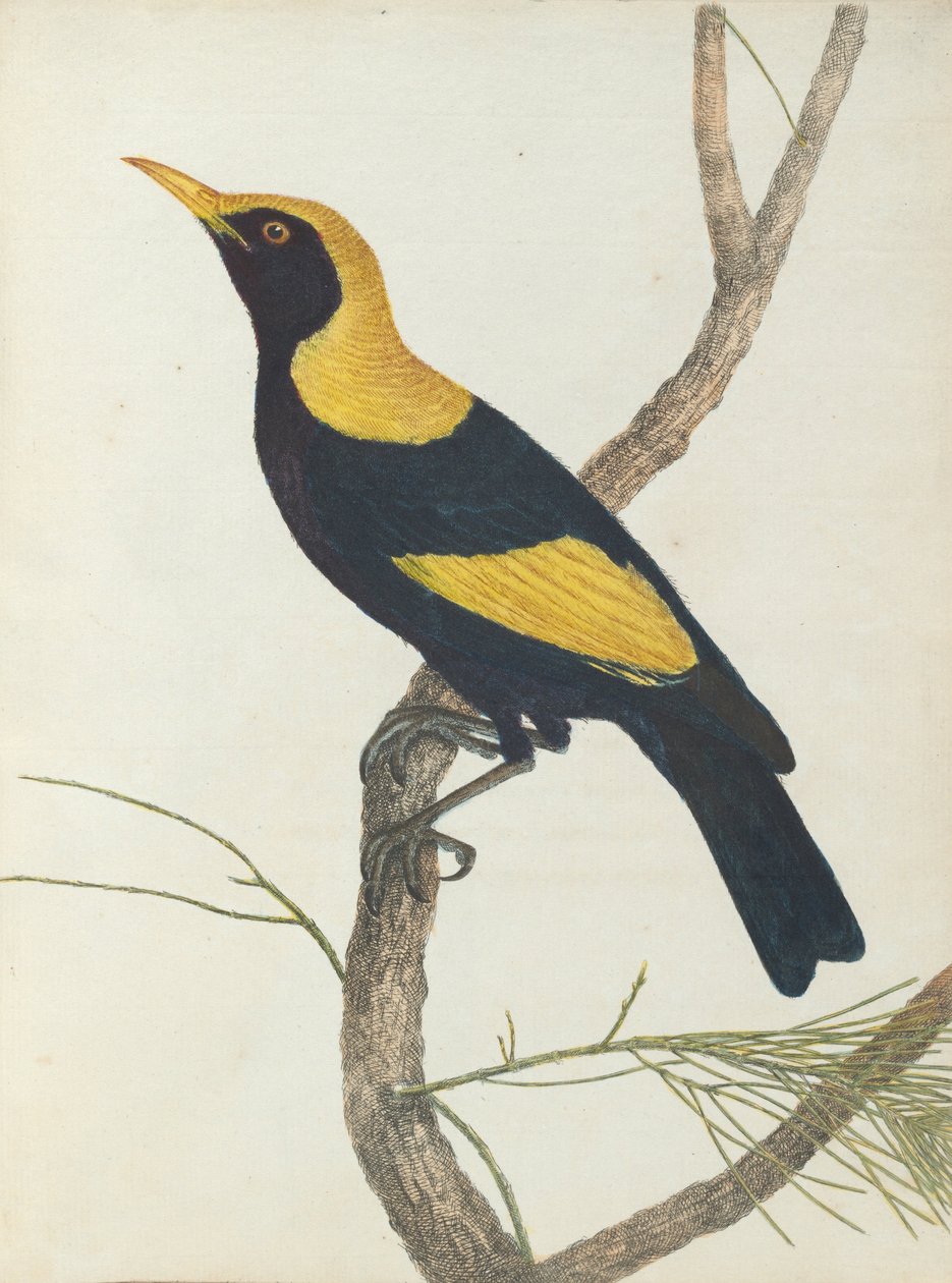 King honeysucker.Lewin，John。新南威尔士州的鸟类拥有自然历史。 Sydney- G. Howe，...... 作者 约翰·威廉·莱温