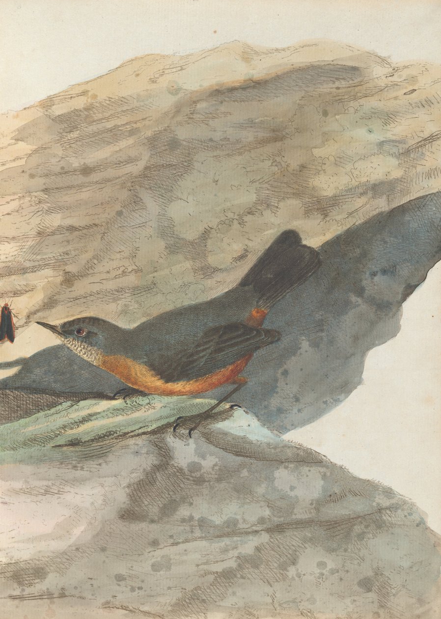 Rock warbler.Lewin，John。新南威尔士州的鸟类拥有自然历史。 Sydney-G. Howe，1813 作者 约翰·威廉·莱温