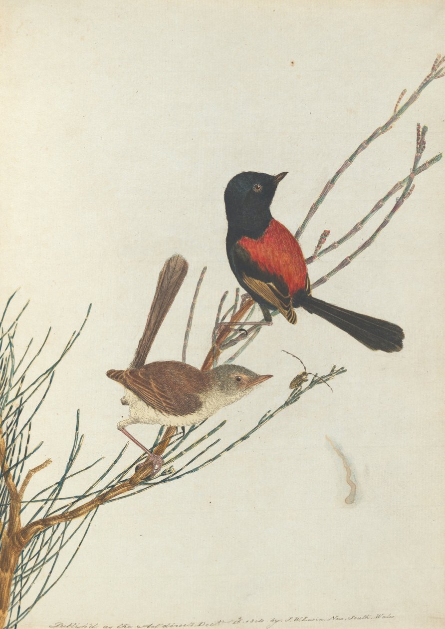 Scarlet und black warbler.Lewin，John。新南威尔士州的鸟类拥有自然历史。悉尼 -  G .... 作者 约翰·威廉·莱温