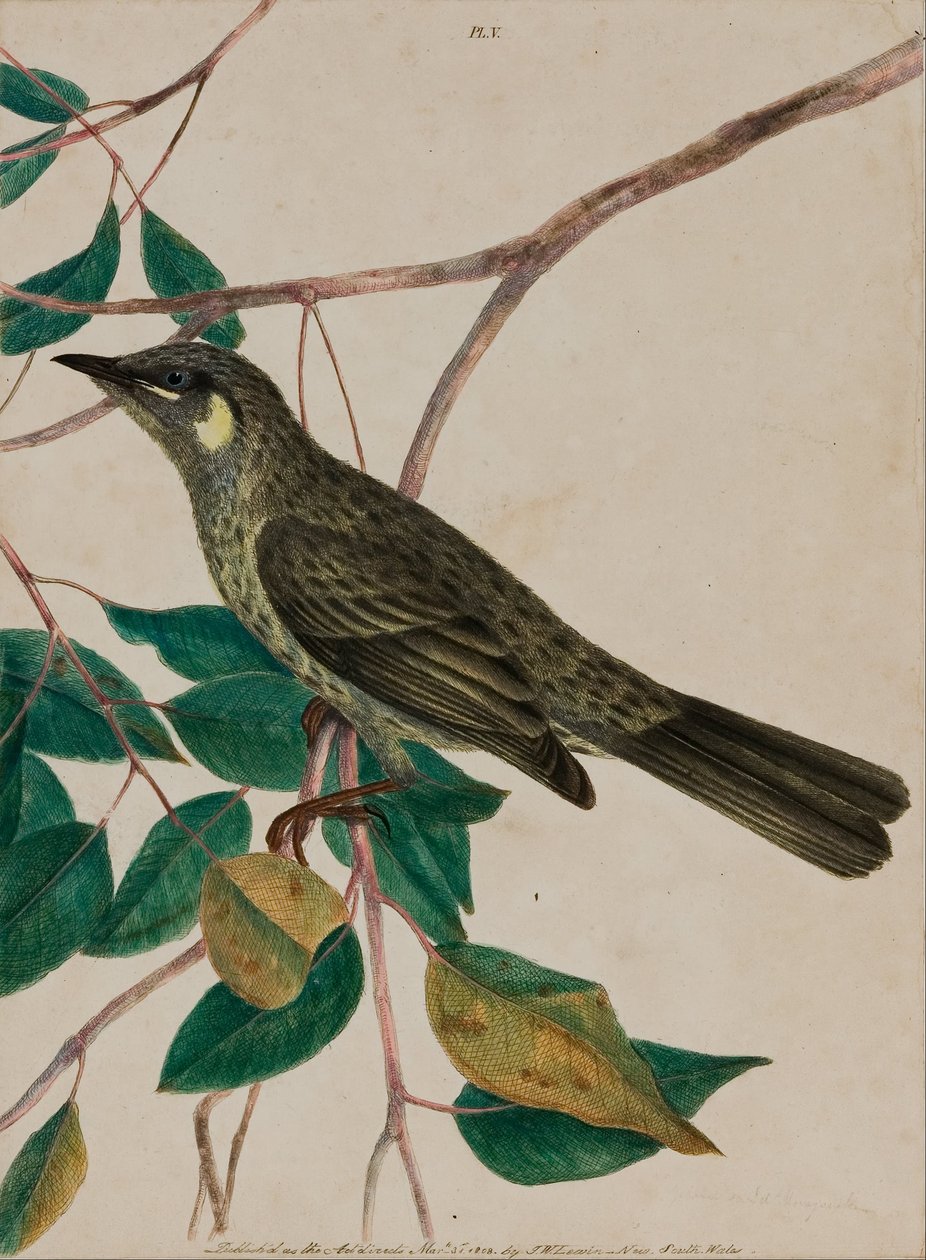 黄耳金银花（Meliphaga chrysotis） 作者 约翰·威廉·莱温