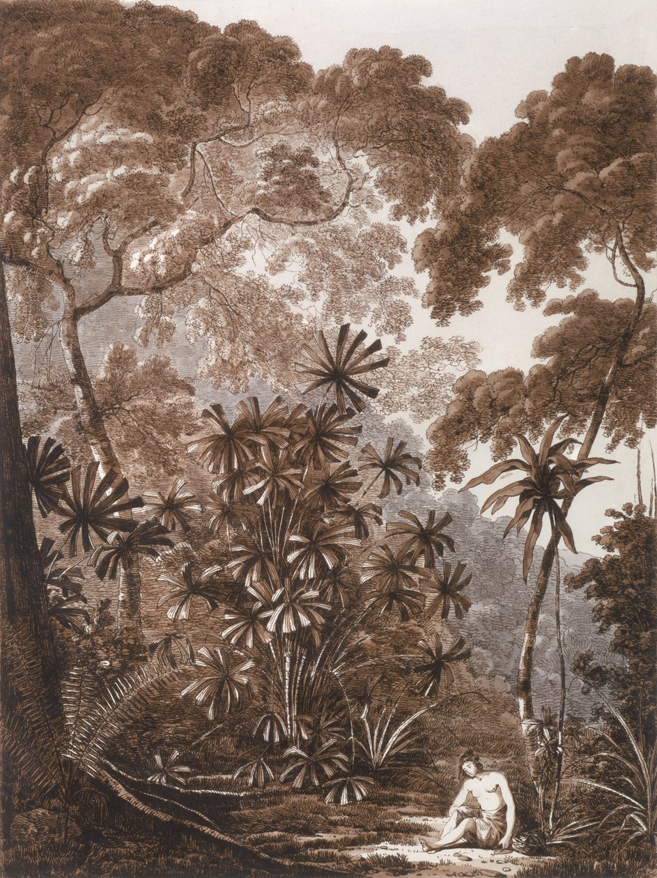 Cracatoa岛的扇形棕榈树，来自“南海的景色”，酒吧。 1788 作者 约翰·韦伯