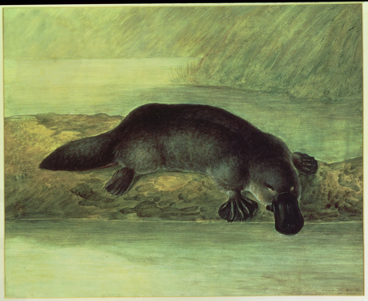 鸭嘴兽鸭嘴兽，ornithorynchus paradoxus，1810 作者 约翰·威廉·莱温