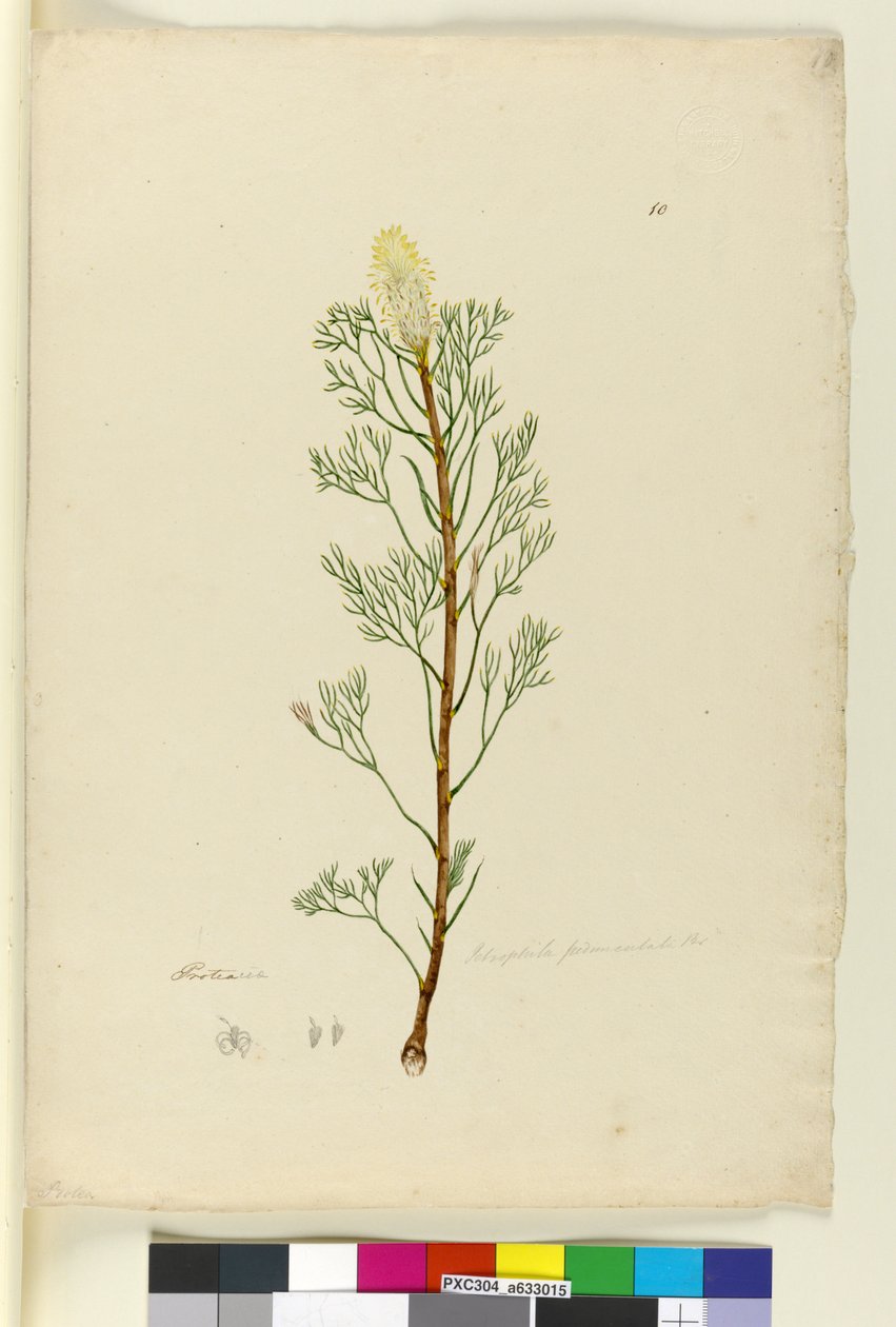 Page 10. Petrophile pedunculata，c.1803-06（wc，钢笔，墨水和铅笔） 作者 约翰·威廉·莱温