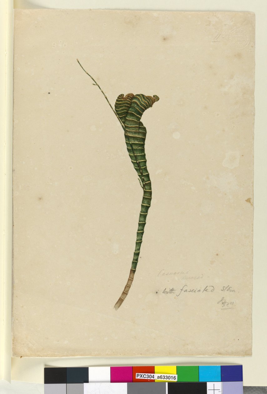 第11页.Casuarina，c.1803-06（wc，钢笔，墨水和铅笔） 作者 约翰·威廉·莱温