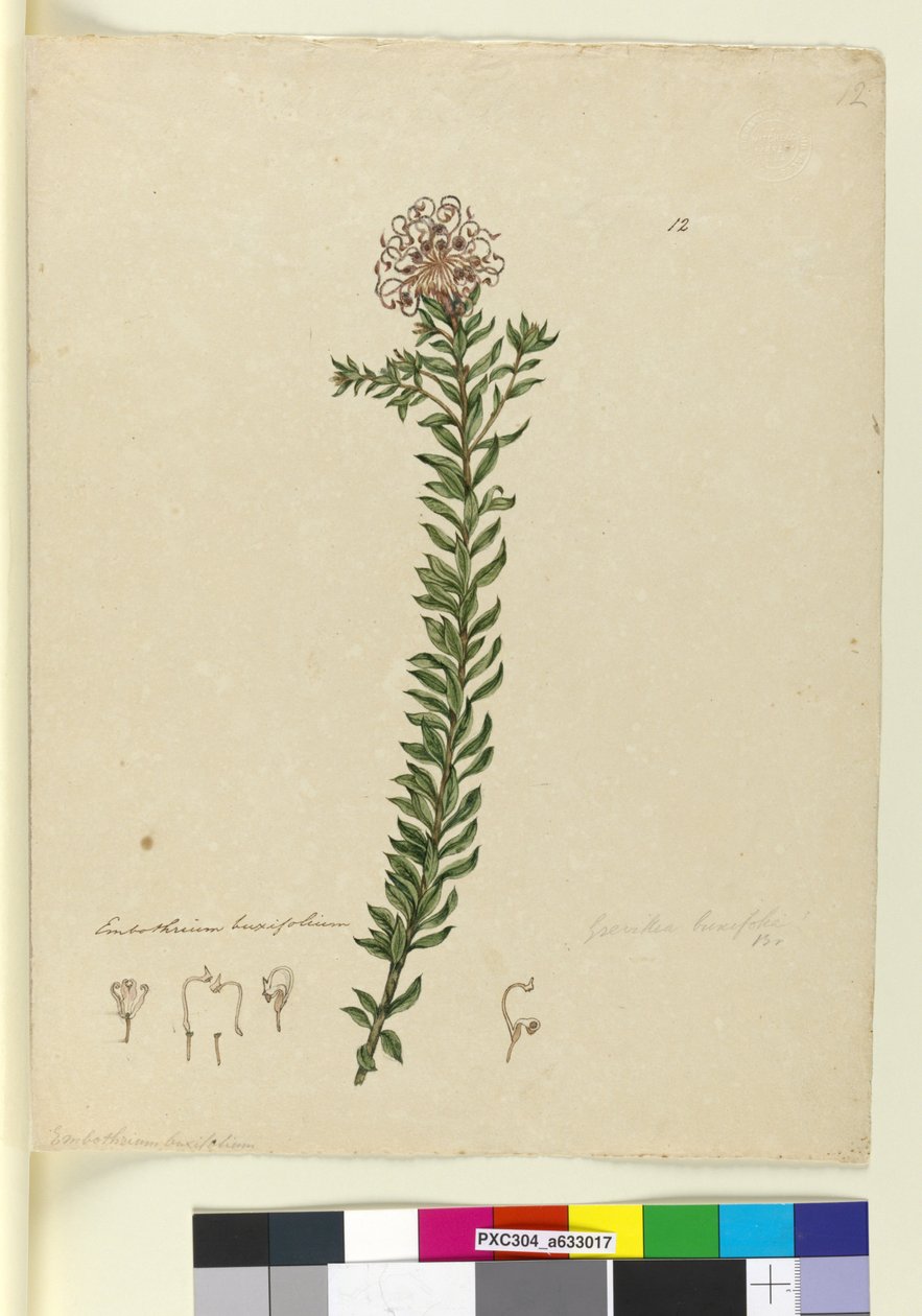 第12页Grevillea buxifolia，c.1803-06（wc，钢笔，墨水和铅笔） 作者 约翰·威廉·莱温