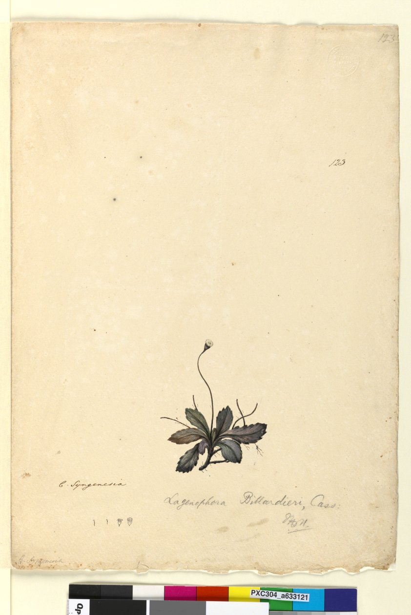 Page 123. Lagenophora billardieriLagenophora gracilis，c.1803-06（wc，钢笔，墨水和铅笔） 作者 约翰·威廉·莱温