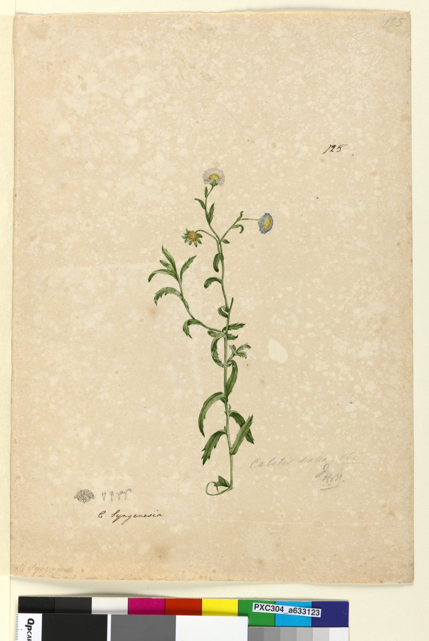 Page 125. Calotis dentex，c.1803-06（wc，钢笔，墨水和铅笔） 作者 约翰·威廉·莱温