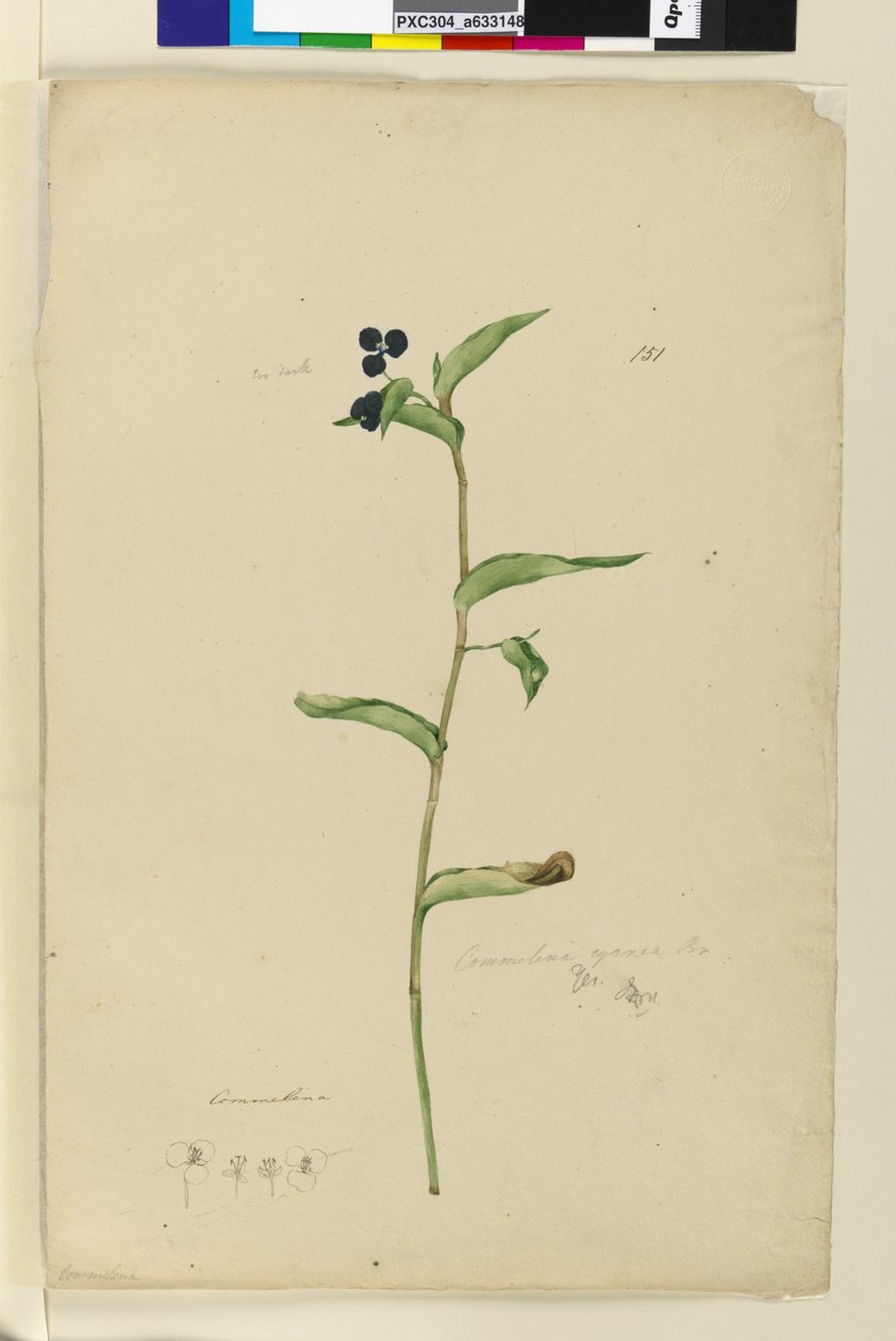 Page 151.Chamelina cyanae，c.1803-06（wc，钢笔，墨水和铅笔） 作者 约翰·威廉·莱温