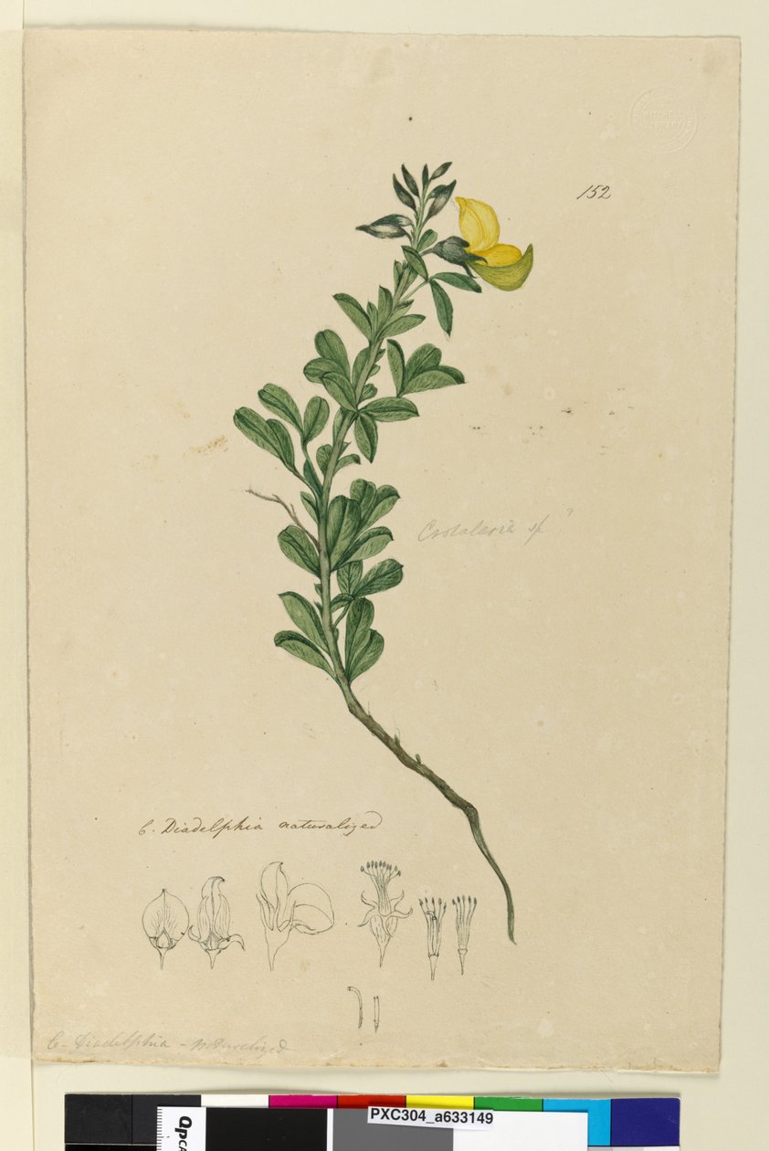 Page 152. C. Diadelphia归化，c.1803-06（wc，钢笔，墨水和铅笔） 作者 约翰·威廉·莱温
