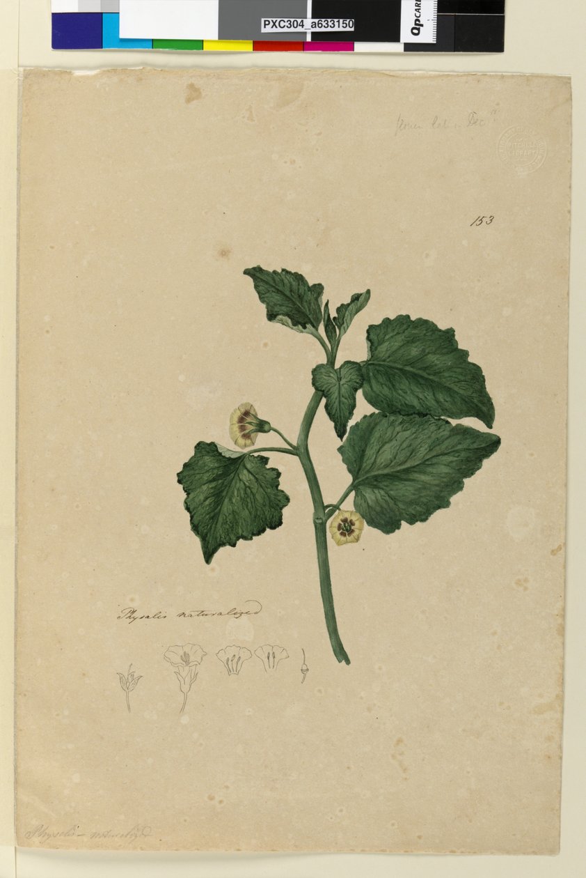 Page 153. Physalis归化，c.1803-06（wc，钢笔，墨水和铅笔） 作者 约翰·威廉·莱温