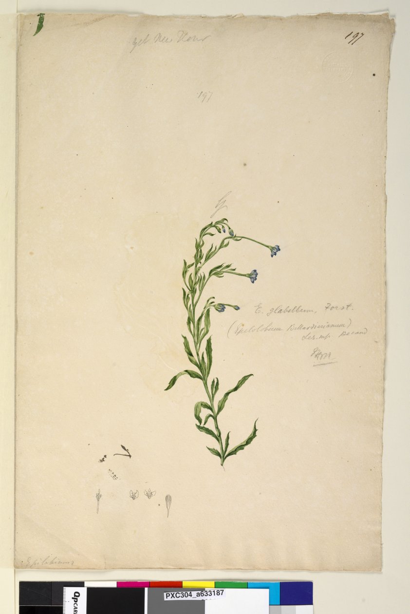 Page 197. Epilobium glabellum，c.1803-06（wc，钢笔，墨水和铅笔） 作者 约翰·威廉·莱温