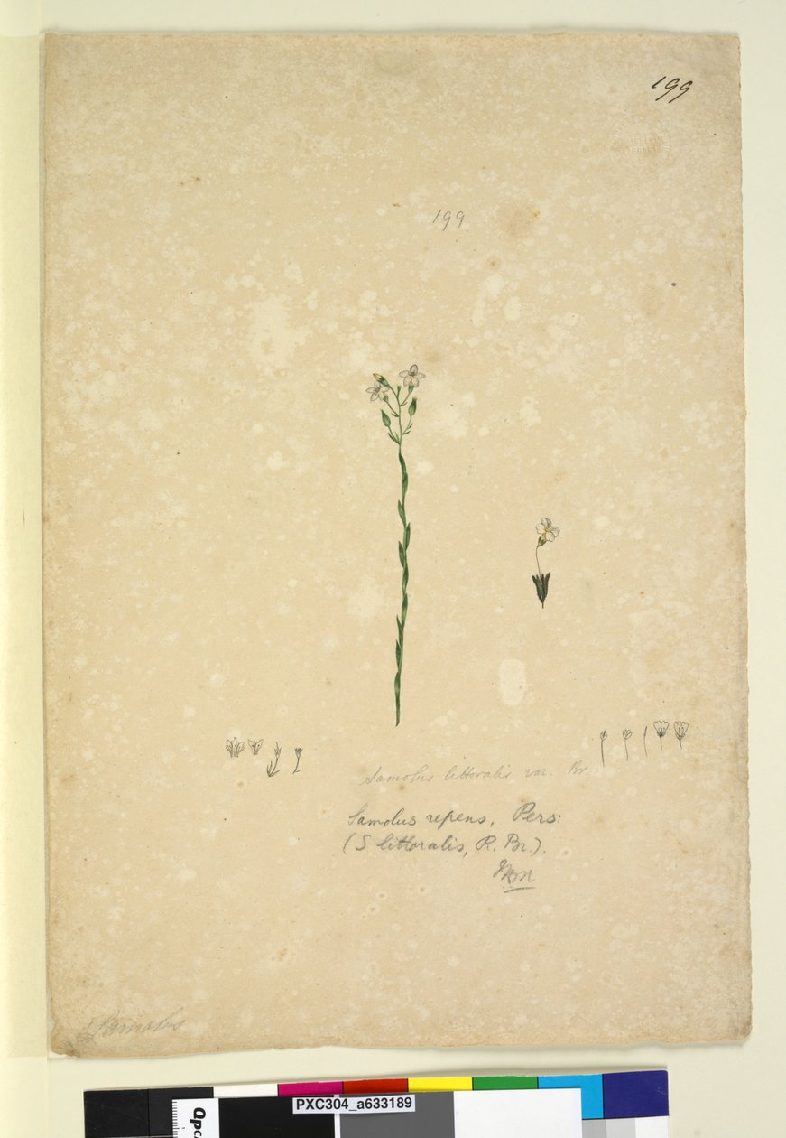 Page 199. Samolus repens，c.1803-06（wc，钢笔，墨水和铅笔） 作者 约翰·威廉·莱温