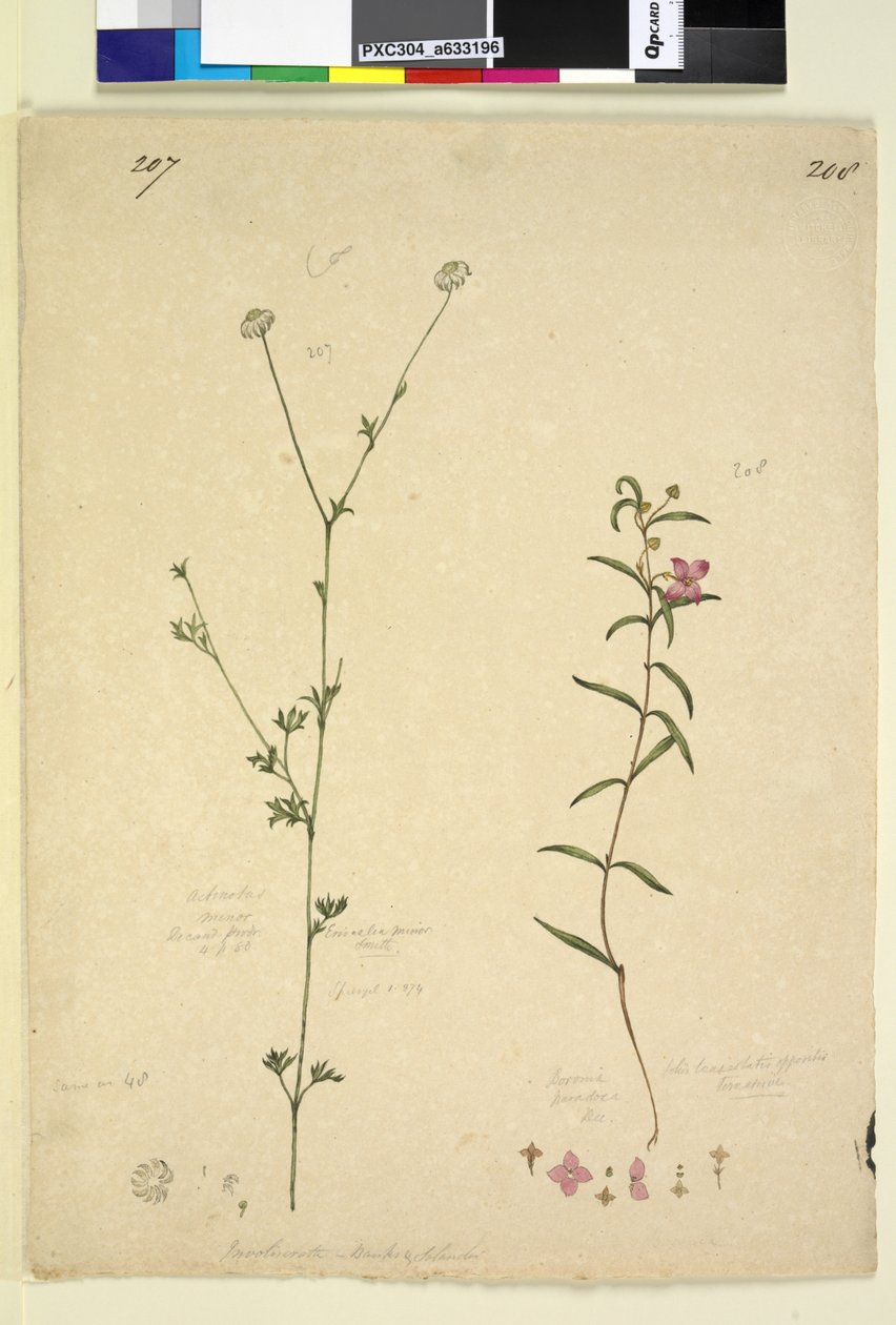 第207页。小动物; 208. Boronia paradoxa，c.1803-06（wc，钢笔，墨水和铅笔） 作者 约翰·威廉·莱温