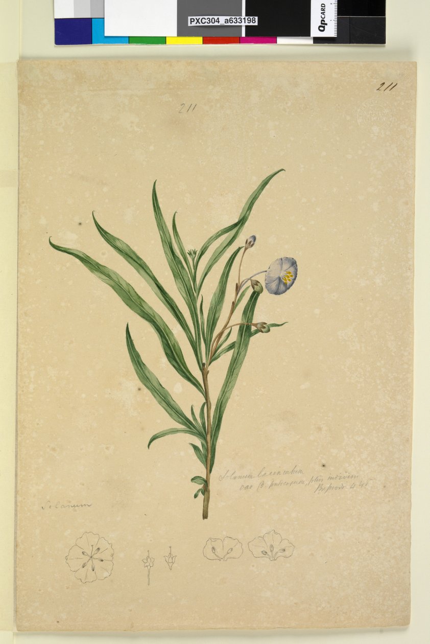 页211茄laciniatum，c.1803-06（WC，笔，墨水和铅笔） 作者 约翰·威廉·莱温