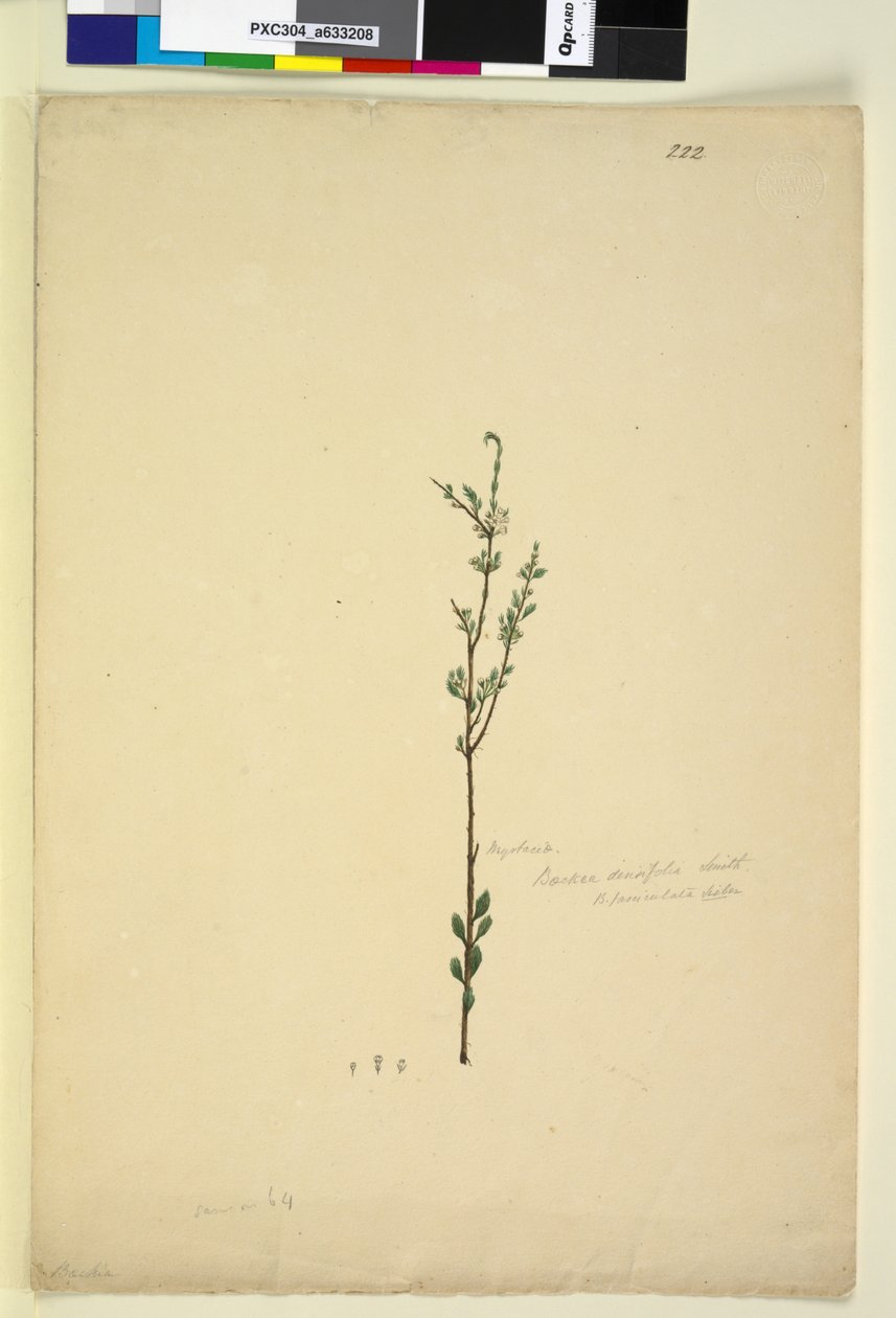 Page 222. Baeckea densifolia，c.1803-06（wc，钢笔，墨水和铅笔） 作者 约翰·威廉·莱温
