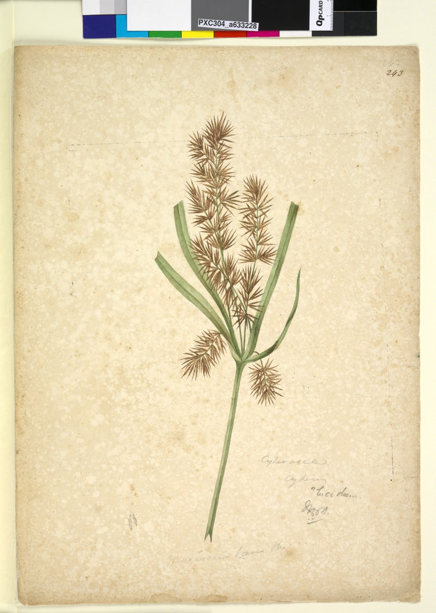 Page 243. Mariscus，c.1803-06（wc，钢笔，墨水和铅笔） 作者 约翰·威廉·莱温