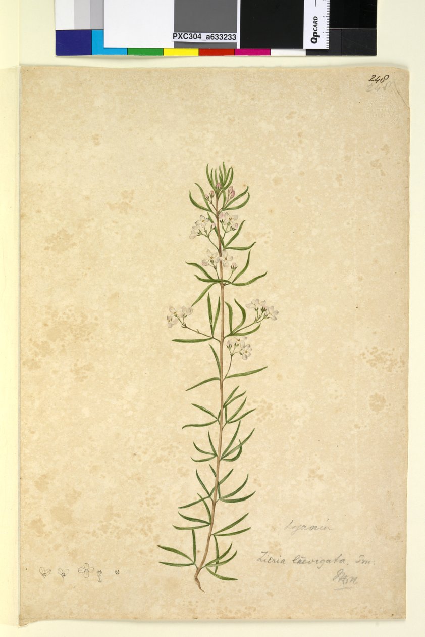Page 248. Zieria laevigata，c.1803-06（wc，钢笔，墨水和铅笔） 作者 约翰·威廉·莱温