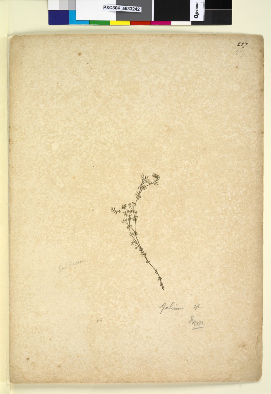 第257. Galium sp。，c.1803-06（wc，钢笔，墨水和铅笔） 作者 约翰·威廉·莱温