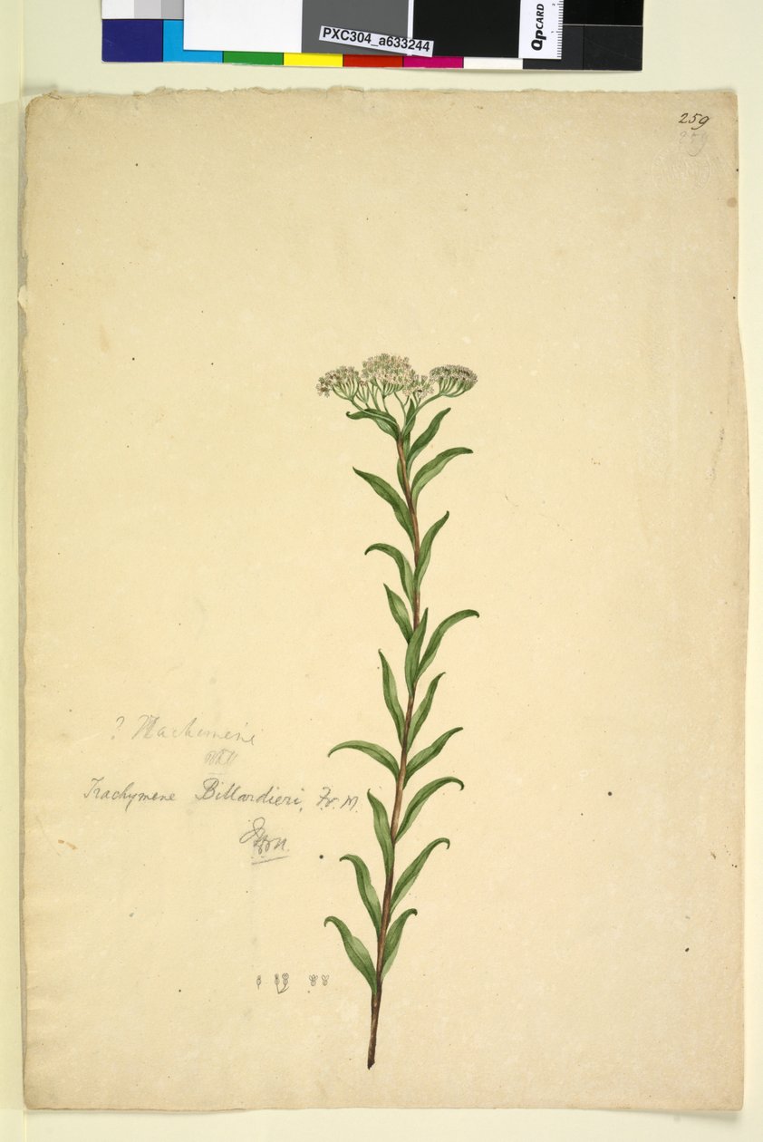 Page 259. Trachymene，c.1803-06（wc，钢笔，墨水和铅笔） 作者 约翰·威廉·莱温