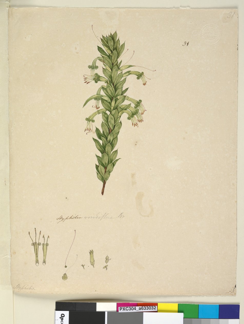 Page 31. Styphelia viridiflora，c.1803-06（wc，钢笔，墨水和铅笔） 作者 约翰·威廉·莱温