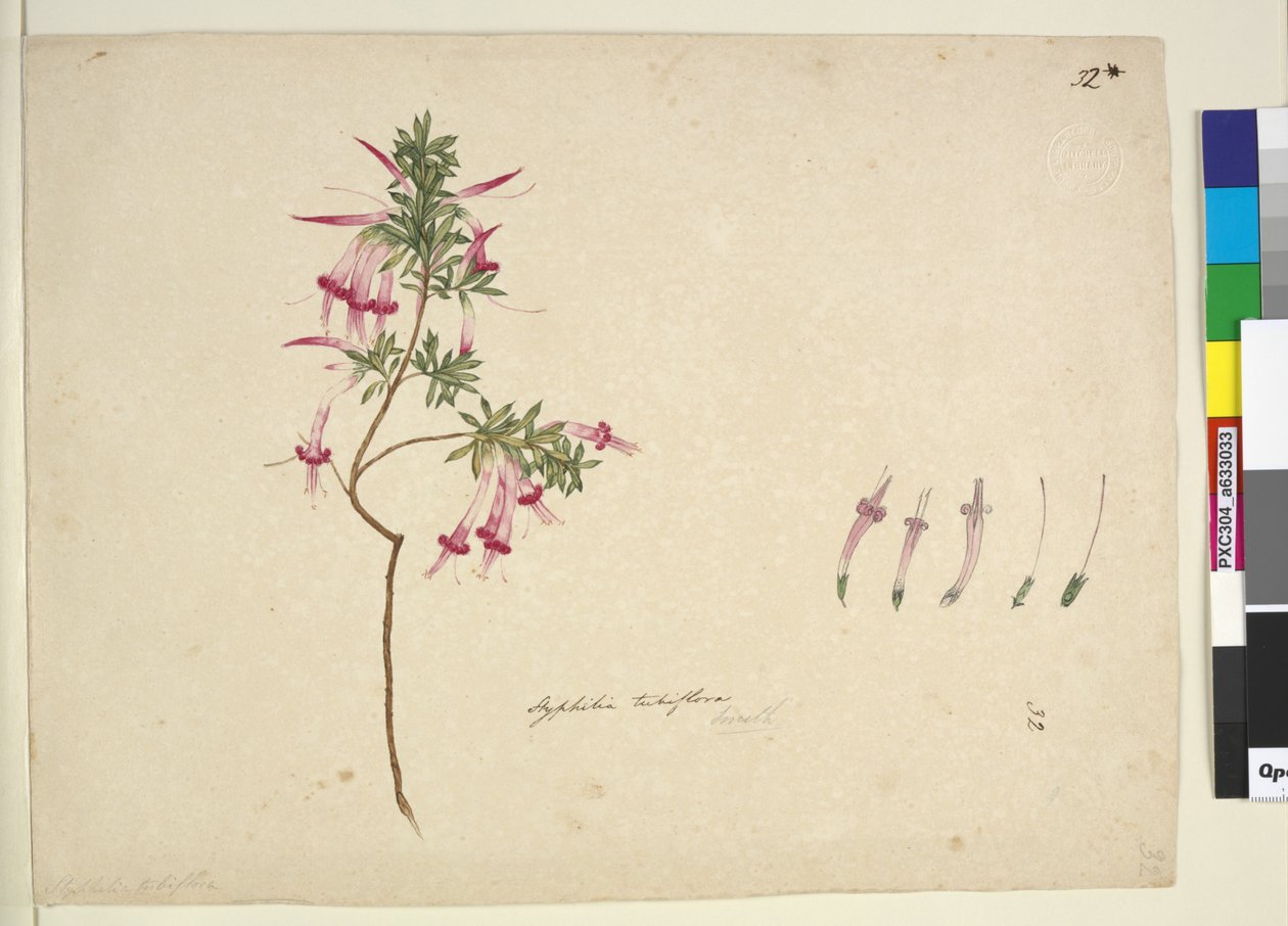 Page 32. Styphelia tubiflora，c.1803-06（wc，钢笔，墨水和铅笔） 作者 约翰·威廉·莱温
