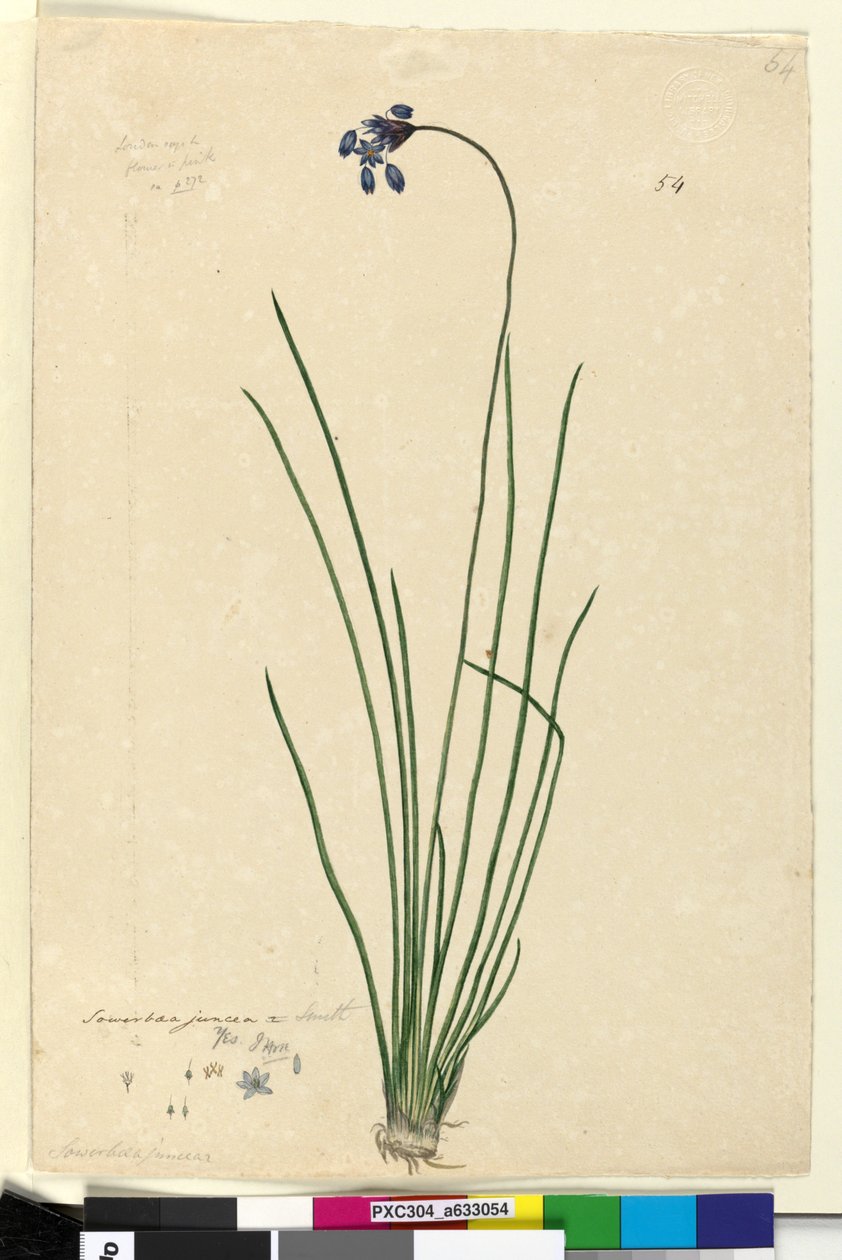 Page 54. Sowerbaea juncea，c.1803-06（wc，钢笔，墨水和铅笔） 作者 约翰·威廉·莱温