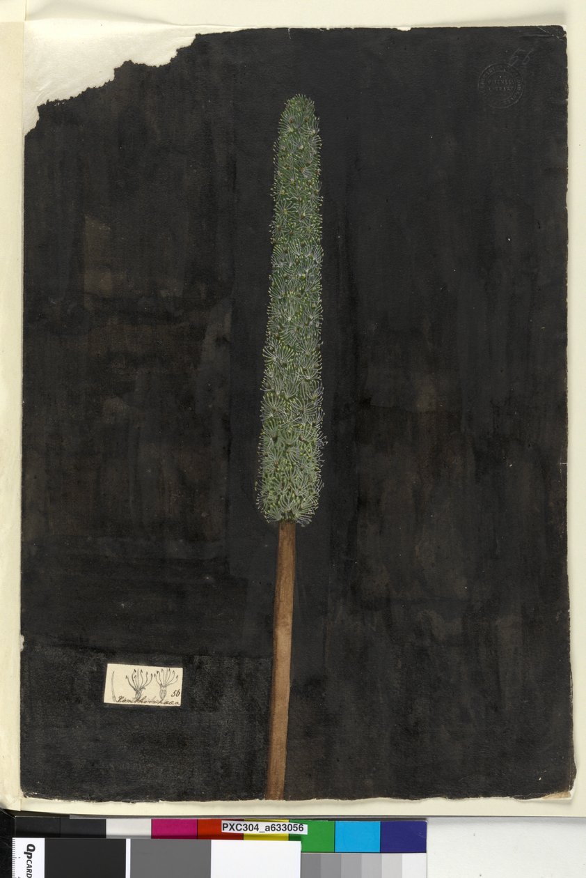 Page 56. Xanthorrhoea，c.1803-06（wc，钢笔，墨水和铅笔） 作者 约翰·威廉·莱温