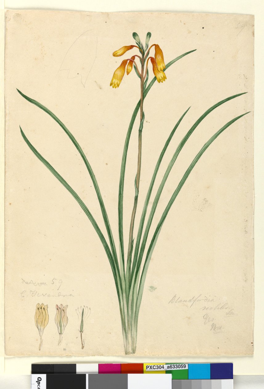 Page 59. Blandfordia nobilis，c.1803-06（wc，钢笔，墨水和铅笔） 作者 约翰·威廉·莱温