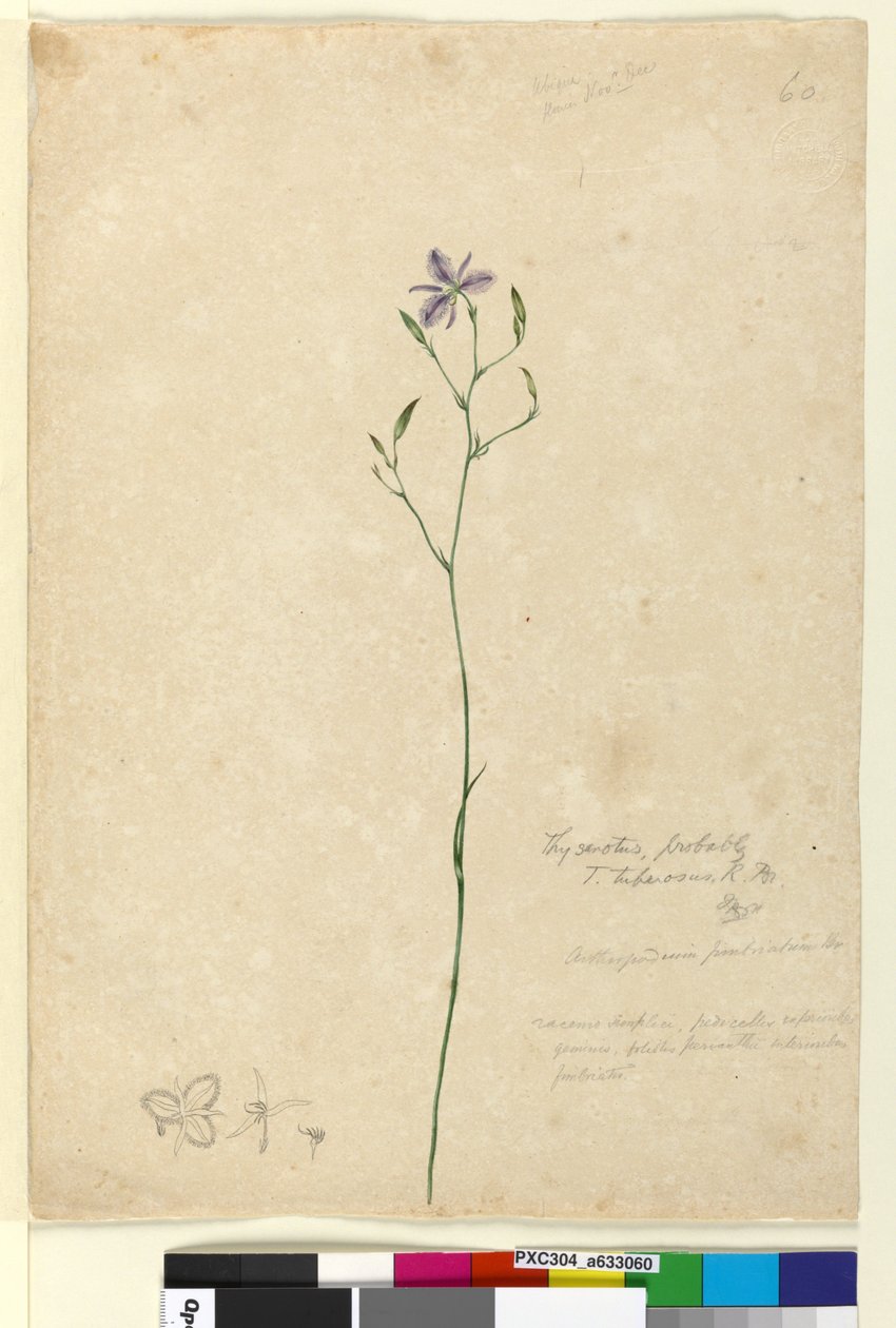 Page 60. Thysanotus tuberosus，c.1803-06（wc，钢笔，墨水和铅笔） 作者 约翰·威廉·莱温