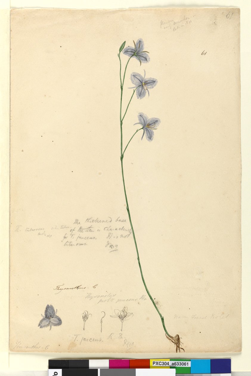 Page 61. Thysanotus，c.1803-06（wc，钢笔，墨水和铅笔） 作者 约翰·威廉·莱温