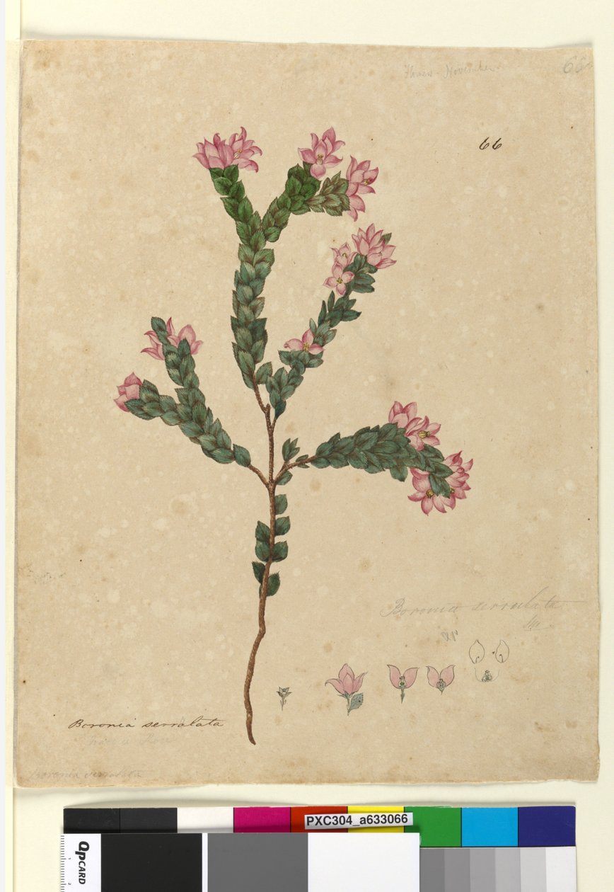 Page 66. Boronia serrulata，c.1803-06（wc，钢笔，墨水和铅笔） 作者 约翰·威廉·莱温