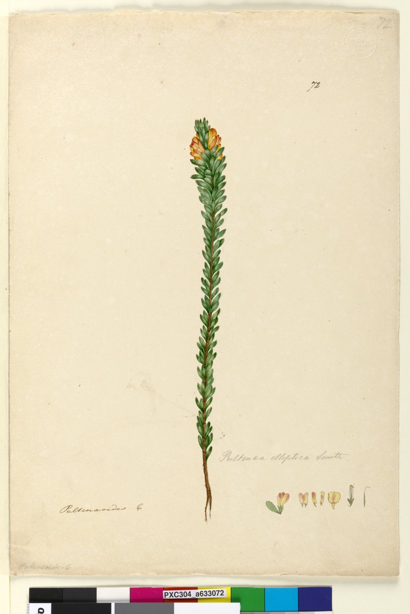 Page 72. Pultenaea elliptica，c.1803-06（wc，钢笔，墨水和铅笔） 作者 约翰·威廉·莱温