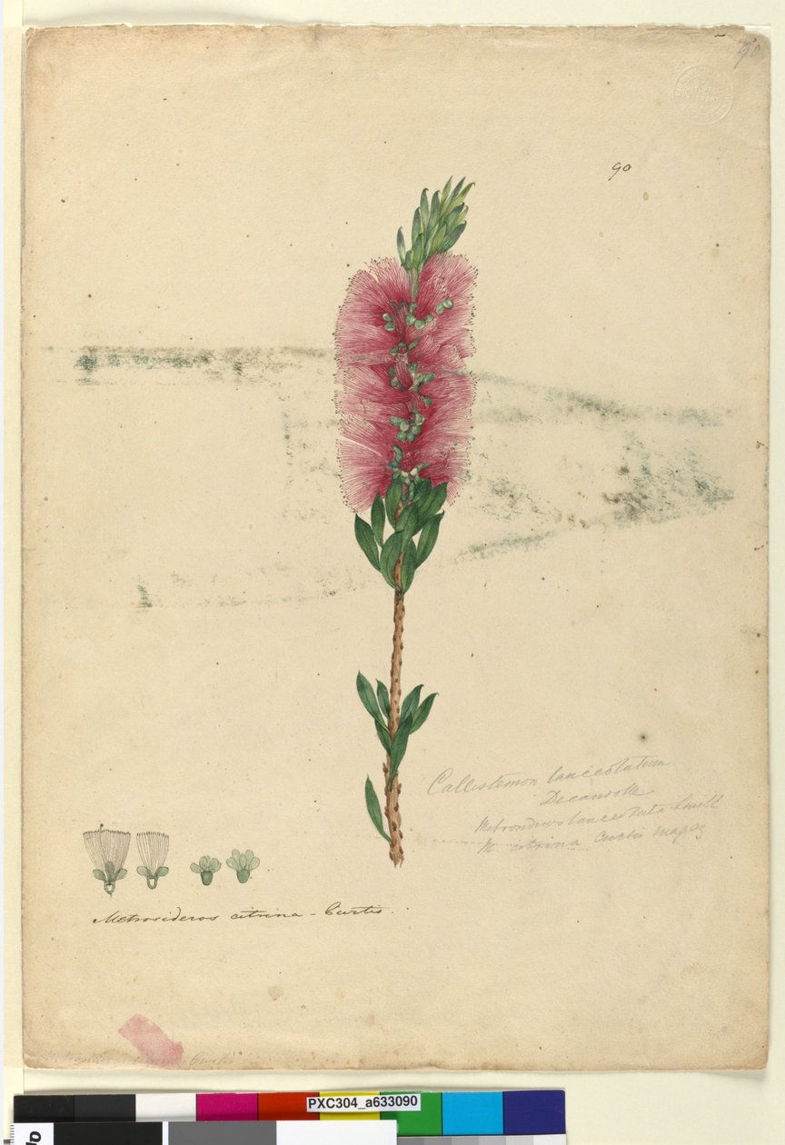 Page 90. Callistemon lanceolatusCallistemon citrinus，c.1803-06（wc，钢笔，墨水和铅笔） 作者 约翰·威廉·莱温